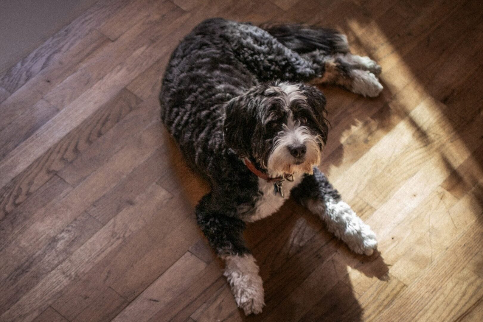 Bernedoodle dog lyingon wooden floor.