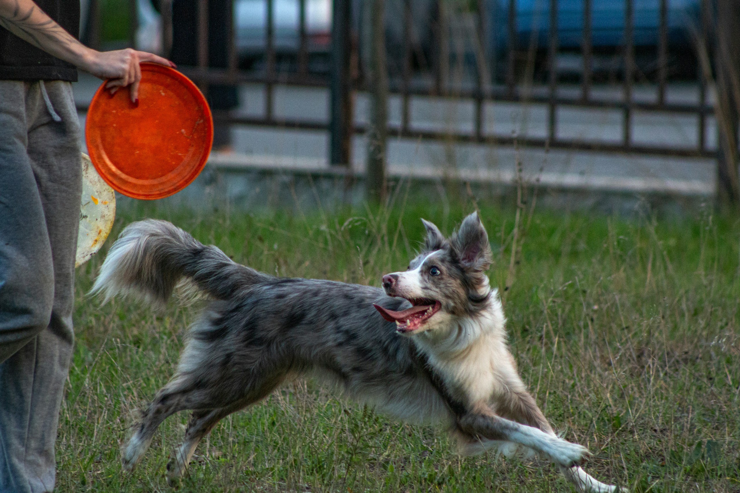 Border Collie running toward a frisbee showing strong chase and grab instinct.