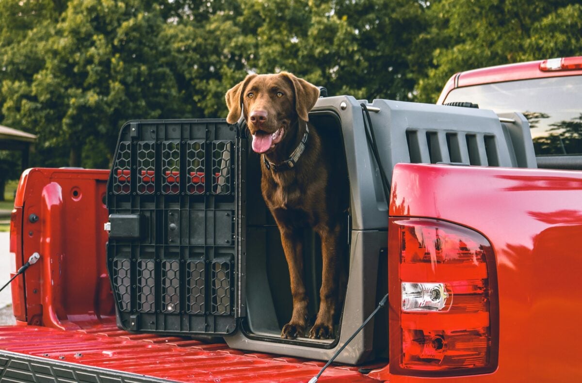 Dog stands in plastic crate in back of red truck.