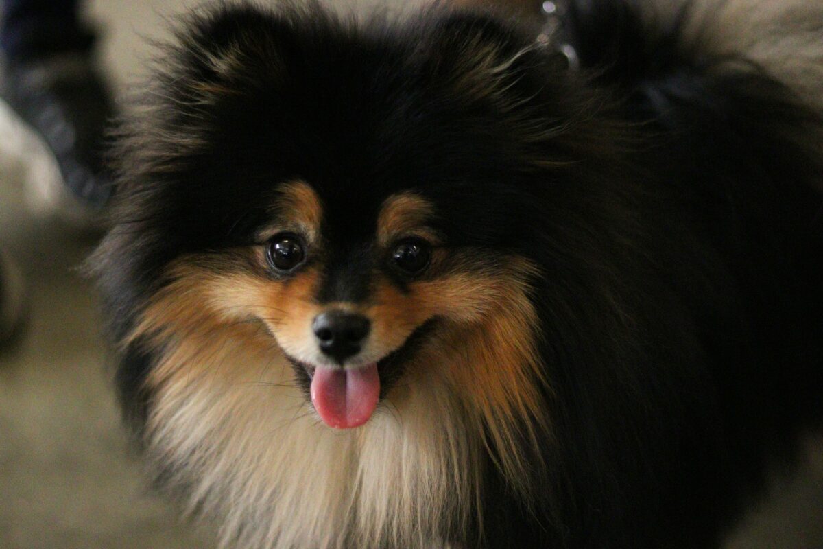 Happy Pomeranian with tongue out.