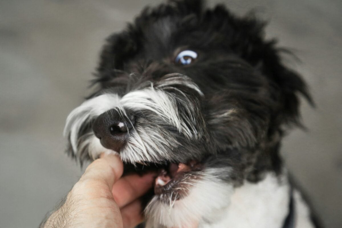 Small black and white dog mouthing person's hand.