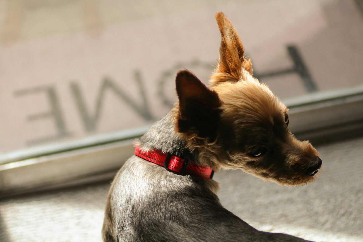 Is Your Dog Begging To Pee? Here’s How Long They