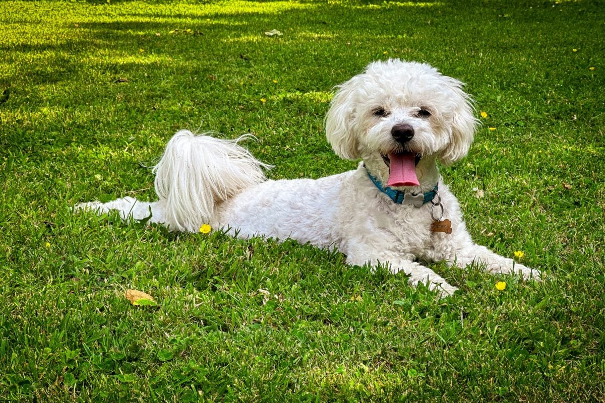 A white Bichon Frise lying on the grassr, panting and looking happy.