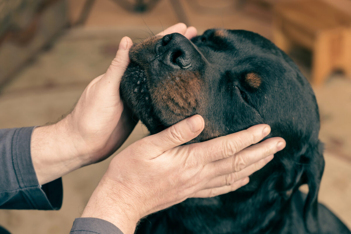 An adult man strokes the head of a large Rottweiler dog. 