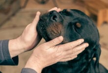 An adult man strokes the head of a large Rottweiler dog.