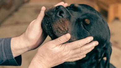 An adult man strokes the head of a large Rottweiler dog.