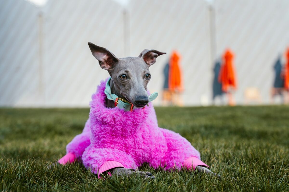 An Italian Greyhound lies calmly on a lush green lawn, wrapped in a bold, fuzzy hot pink coat that pops against the sleek, modern striped backdrop. Its soft teal collar adds a subtle contrast, and its calm, curious gaze turns the moment into a chic, playful scene that perfectly captures the breed&rsquo;s elegant, gentle spirit.