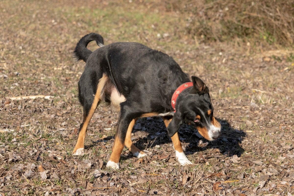 Appenzeller Mountain dog shaking his head.