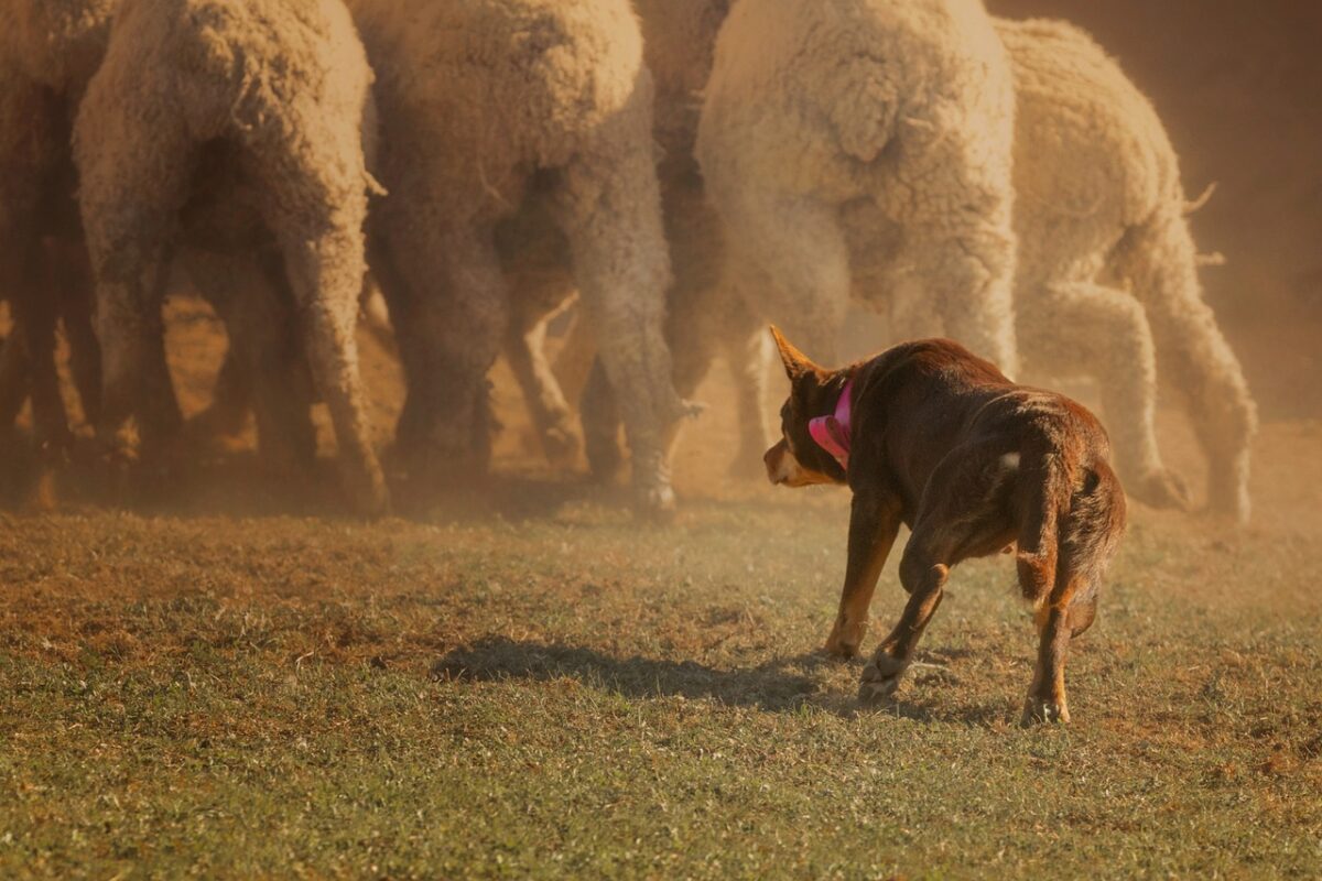 Australian Kelpie herding sheep.