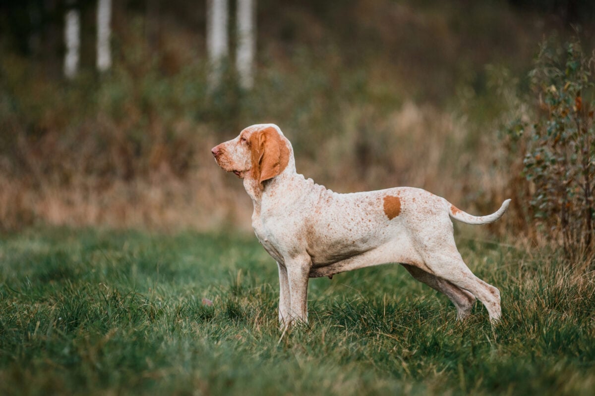 Beautiful Bracco Italiano pointer hunting dog standing in grass fowling, summer evening.