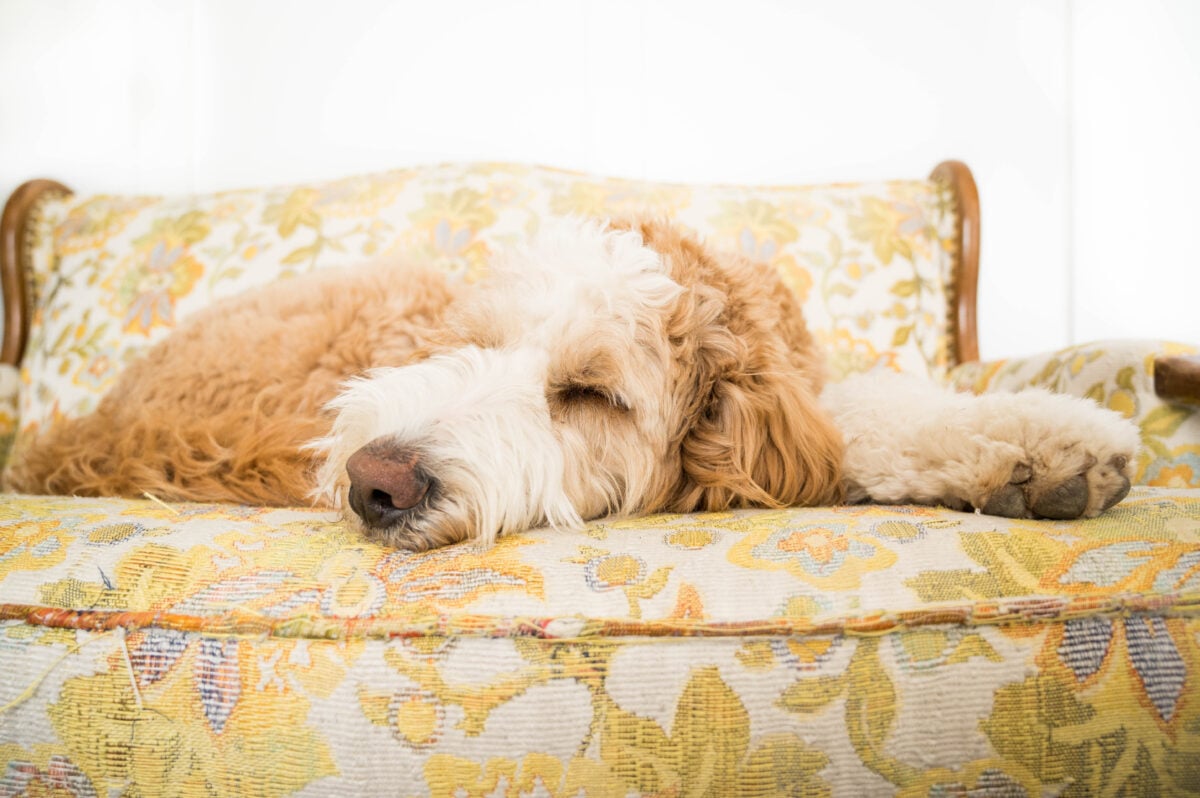 Bernedoodle dog sleeping on a yellow floral couch.