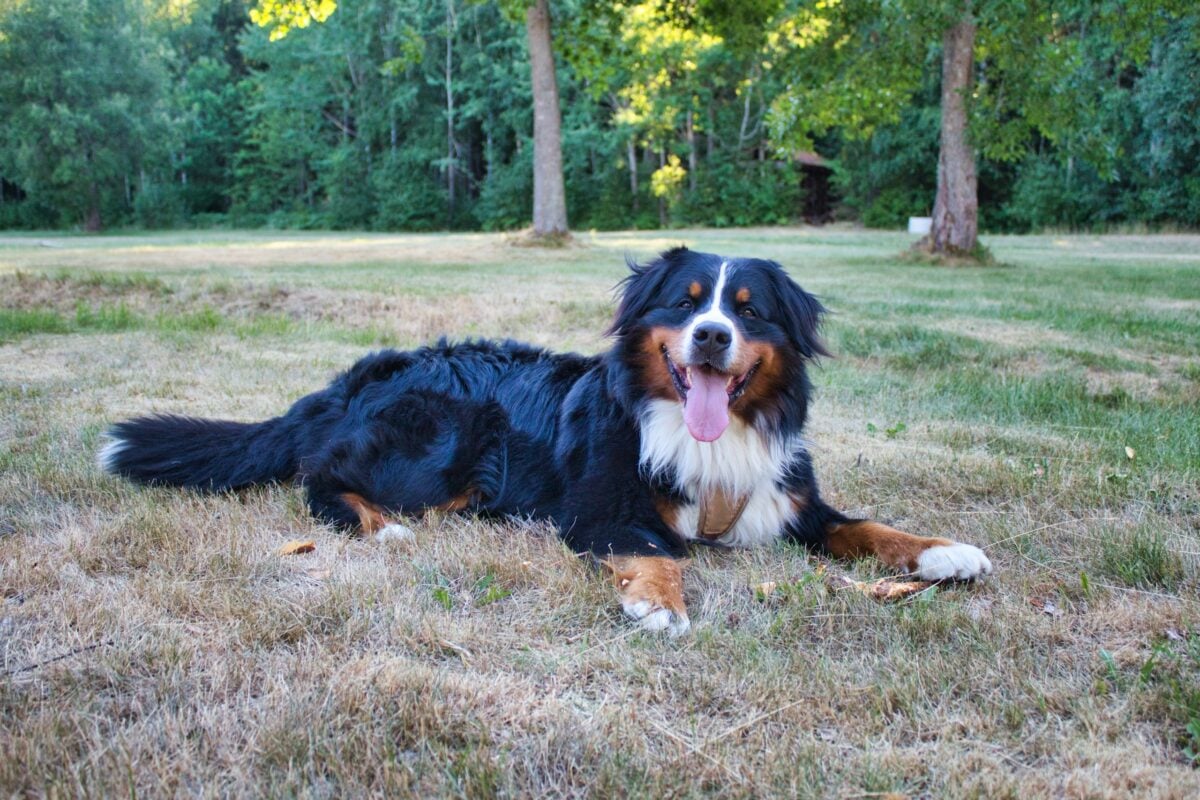Bernese Mountain Dog is lying on grass.
