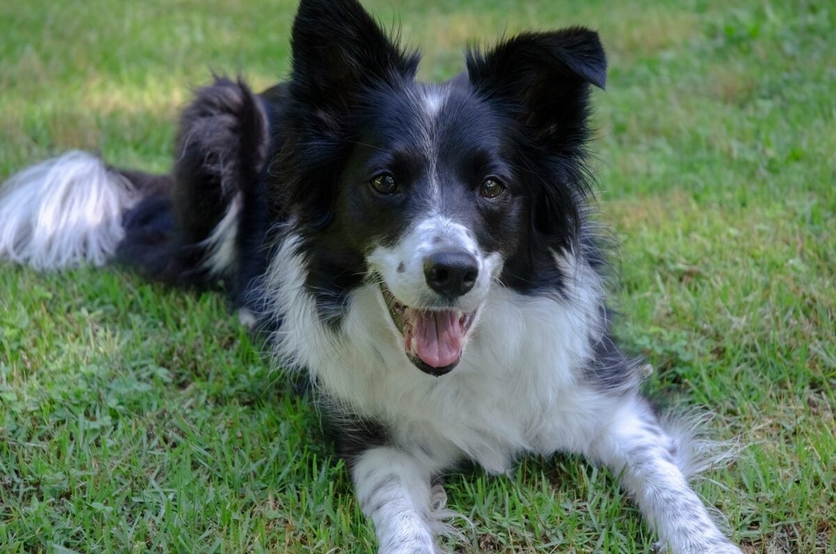 Black and white border collie.