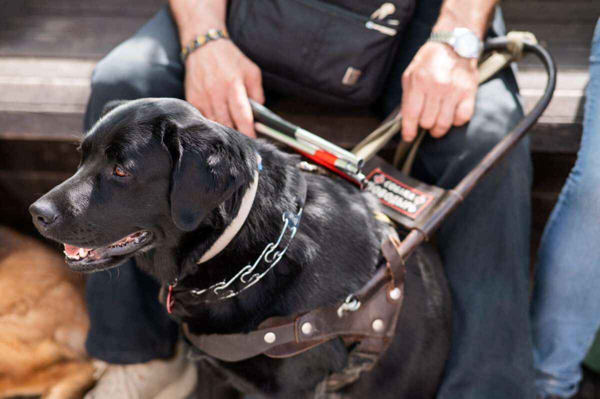 Black Labrador working as a guide dog for a blind man.