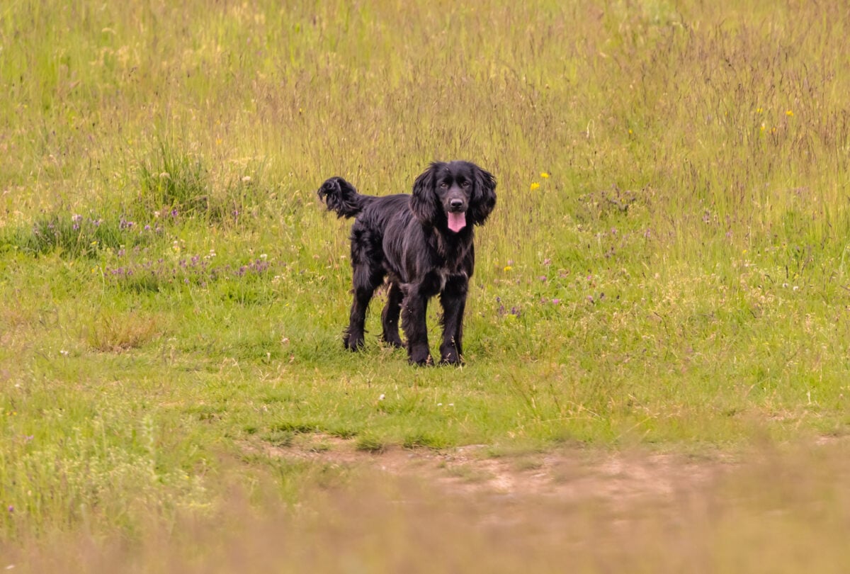 Boykin Spaniel dog in nature.