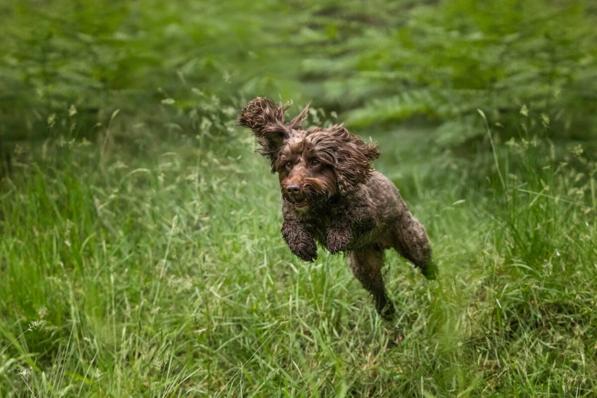 Brown Cockapoo dog in the forest.