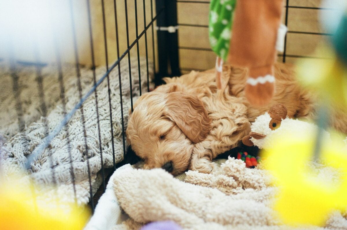 Small, curly puppy asleep on soft bedding inside a wire crate.