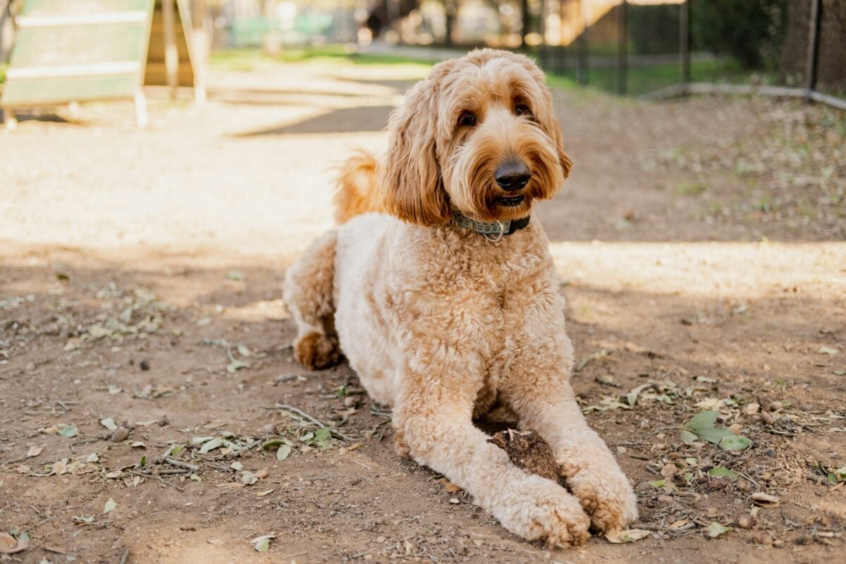 Goldendoodle dog lying on ground during training.