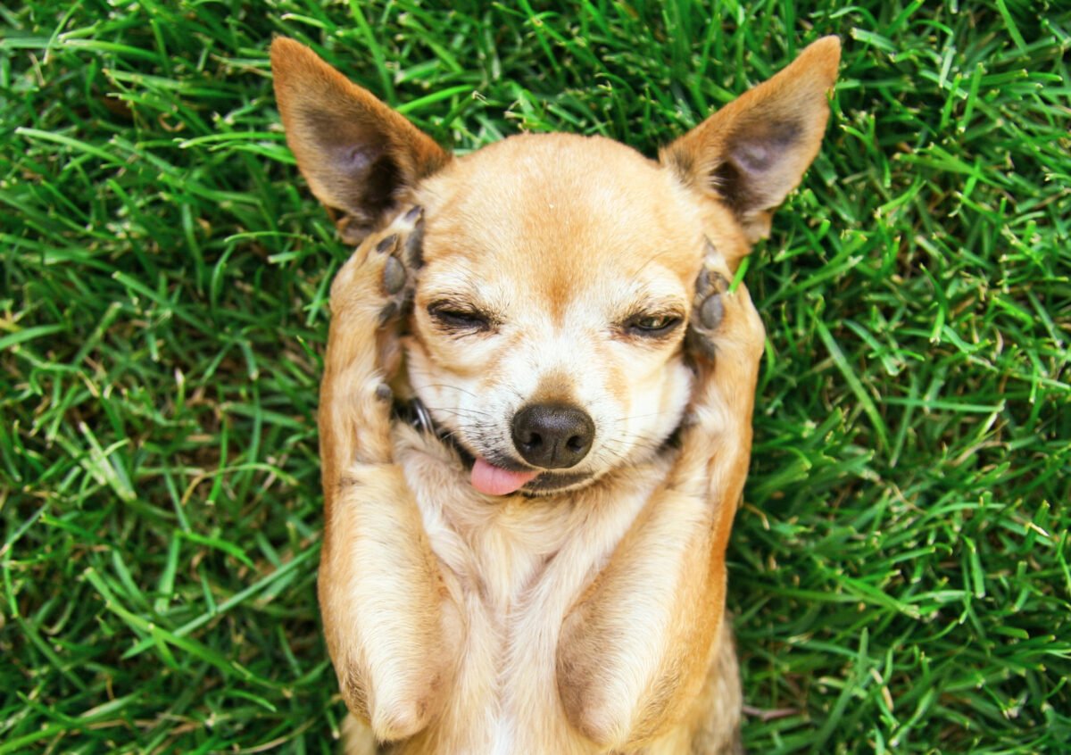 Chihuahua covering his ears.