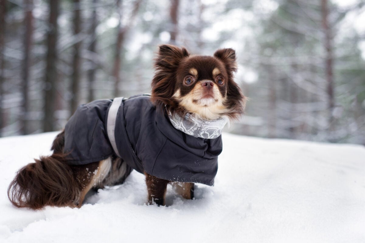 Chihuahua dog posing in the snow in a winter jacket.