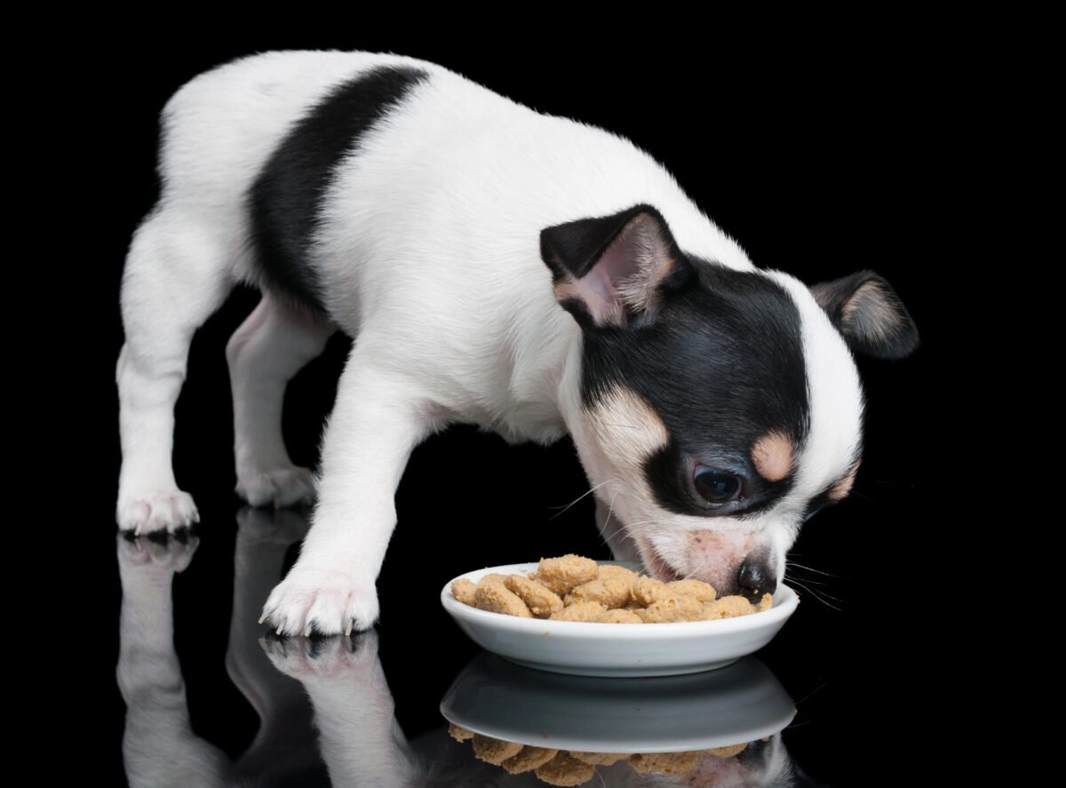 Chihuahua puppy eats dog food.