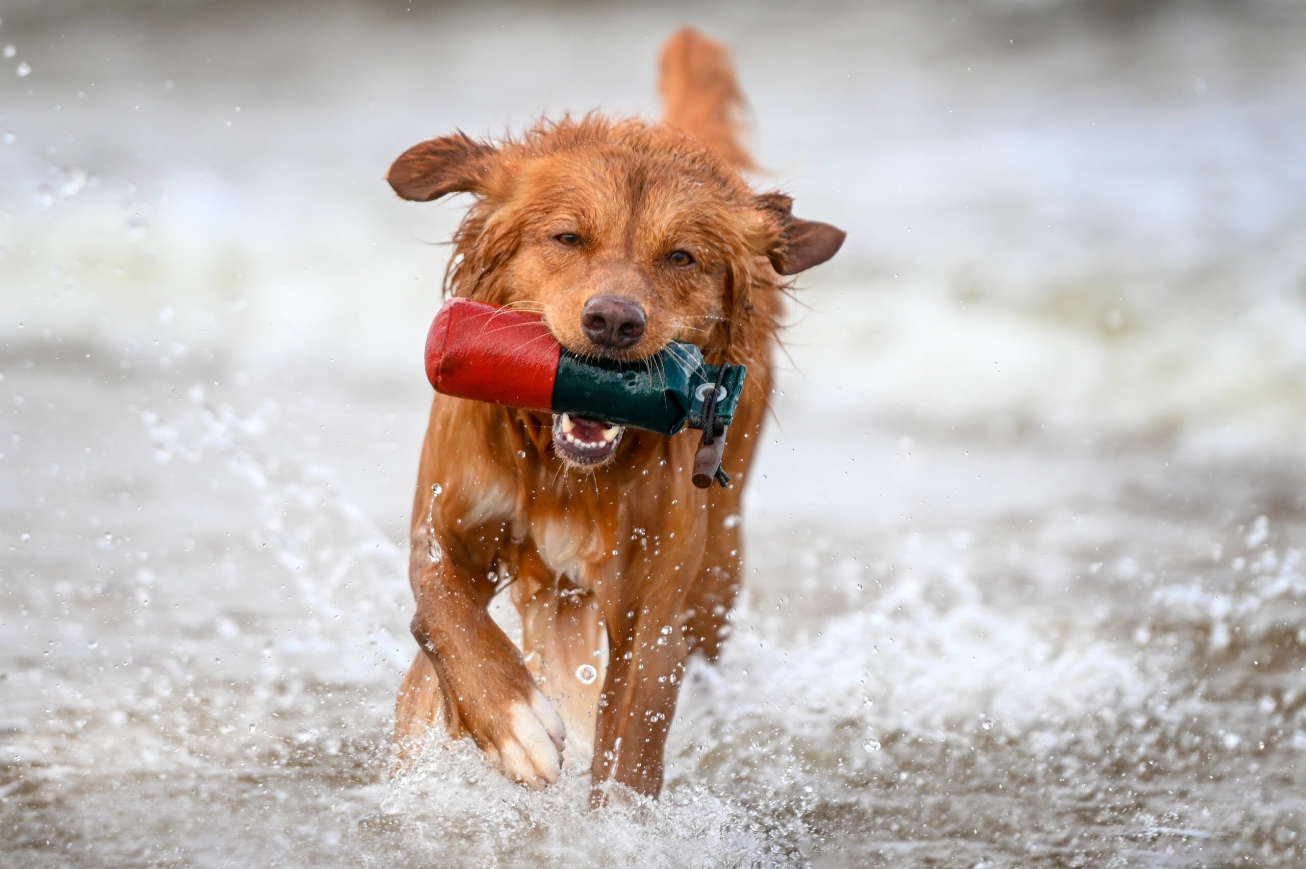 Nova Scotia Duck Tolling Retriever fetching a dummy from water.