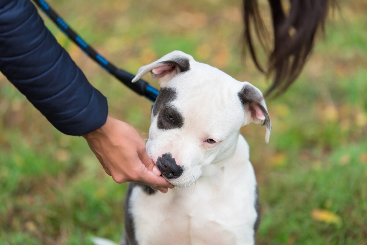 Closeup photo of an American staffordshire terrier puppy