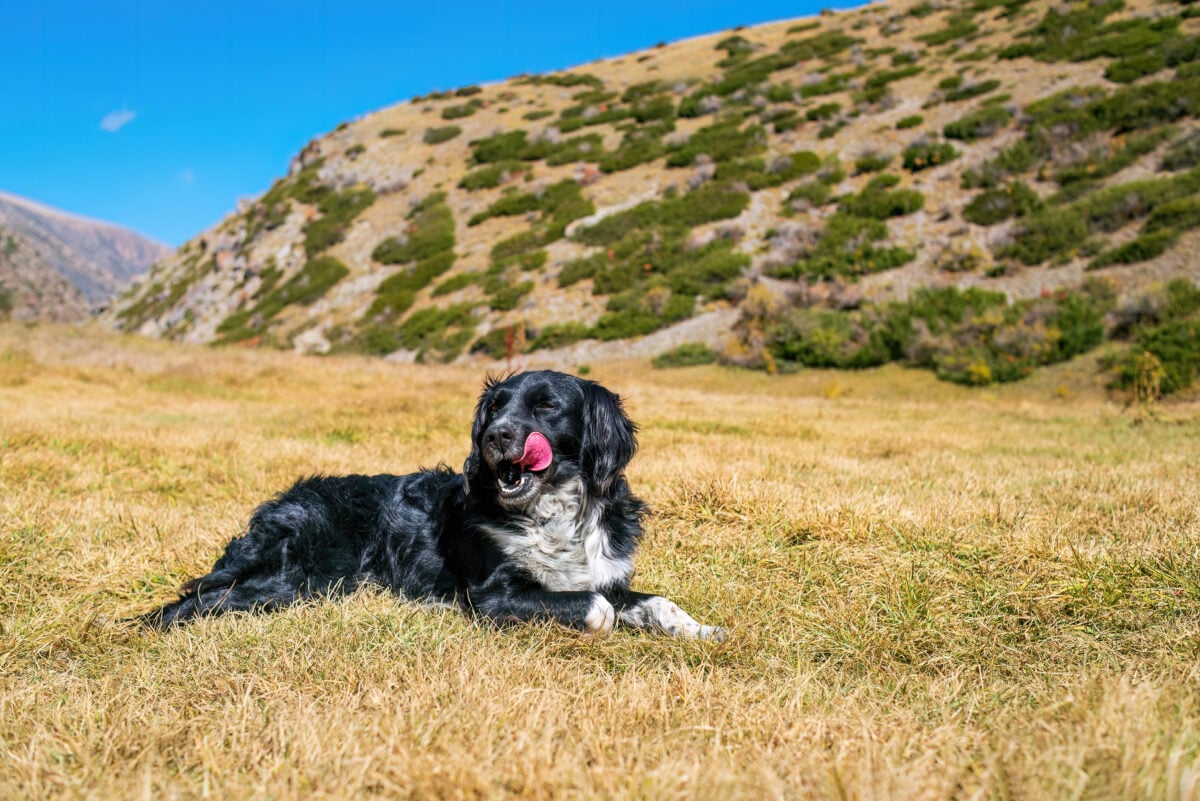 Stabyhoun dog lying on the grass in the moutains.