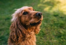 Cute Golden Cocker Spaniel sitting on green grass.