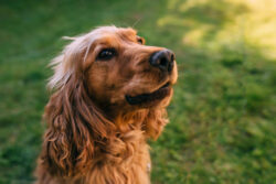 Cute Golden Cocker Spaniel sitting on green grass.