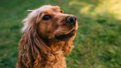 Cute Golden Cocker Spaniel sitting on green grass.