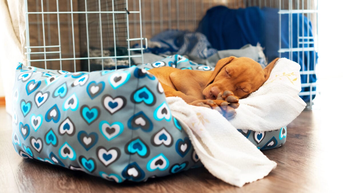Cute Hungarian 2 months old Vizsla puppy sleeping in his comfy bed with white blanket.