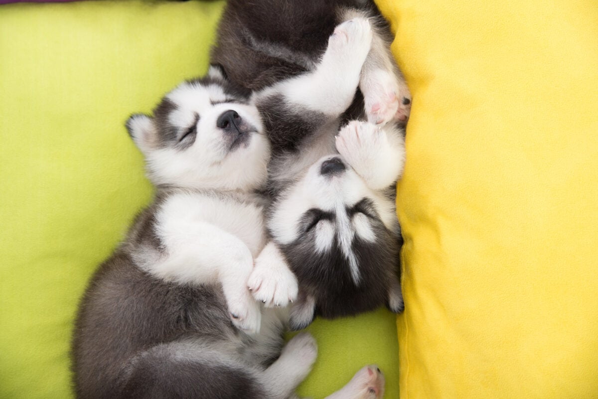 Cute Two Siberian Husky puppies sleeping in the bed.