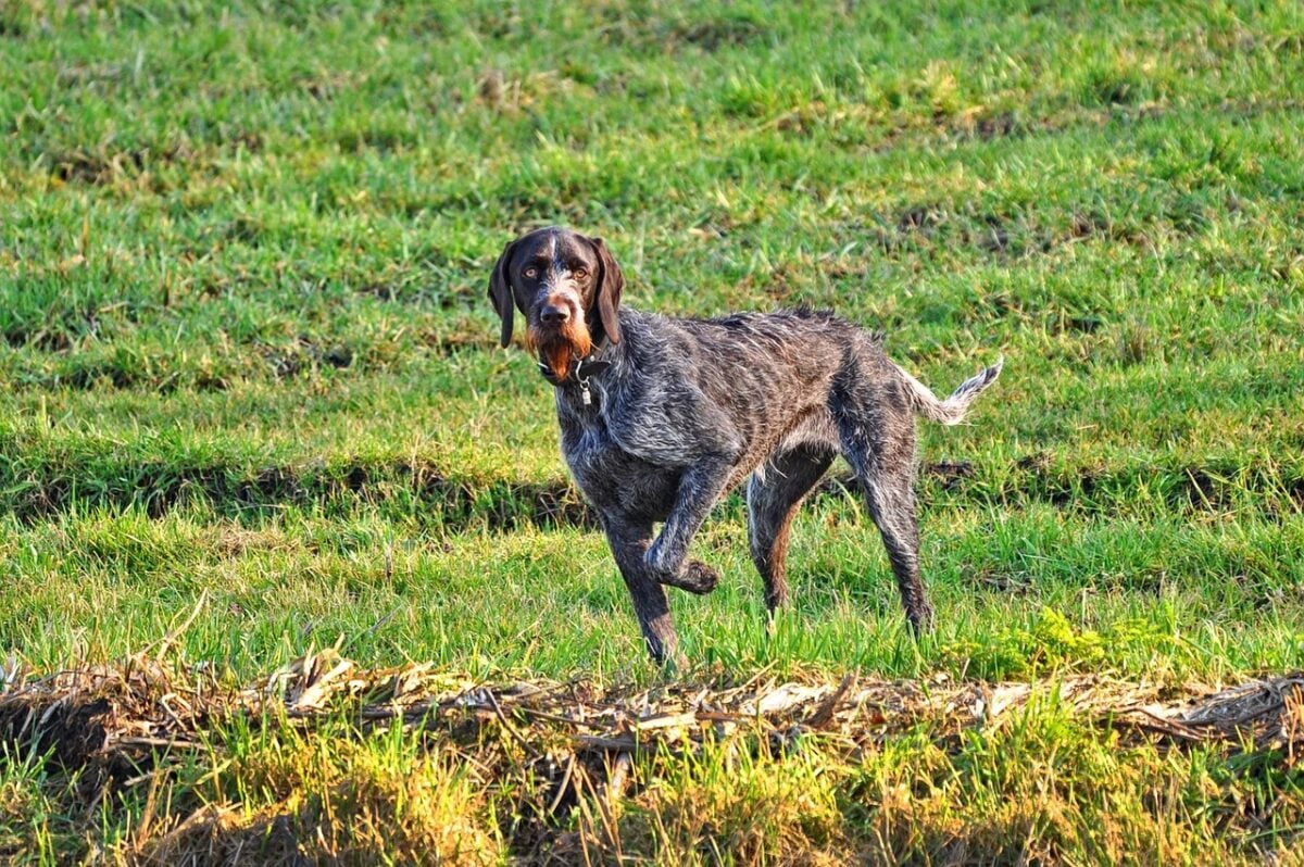 German Wirehaired Pointer pointing in open, grassy field.