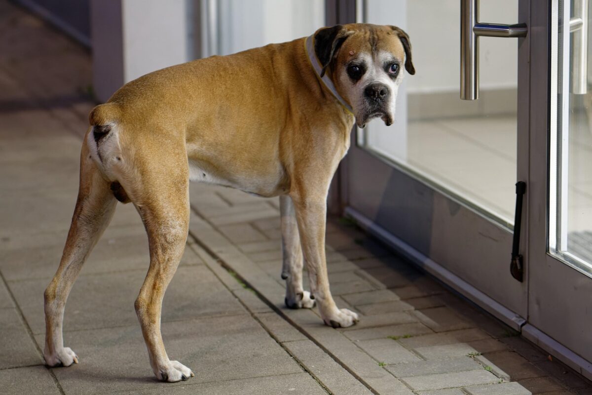 Boxer standing at glass door looking back at owner.