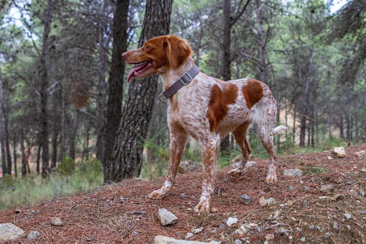 Brittney Spaniel standing alert in forest.
