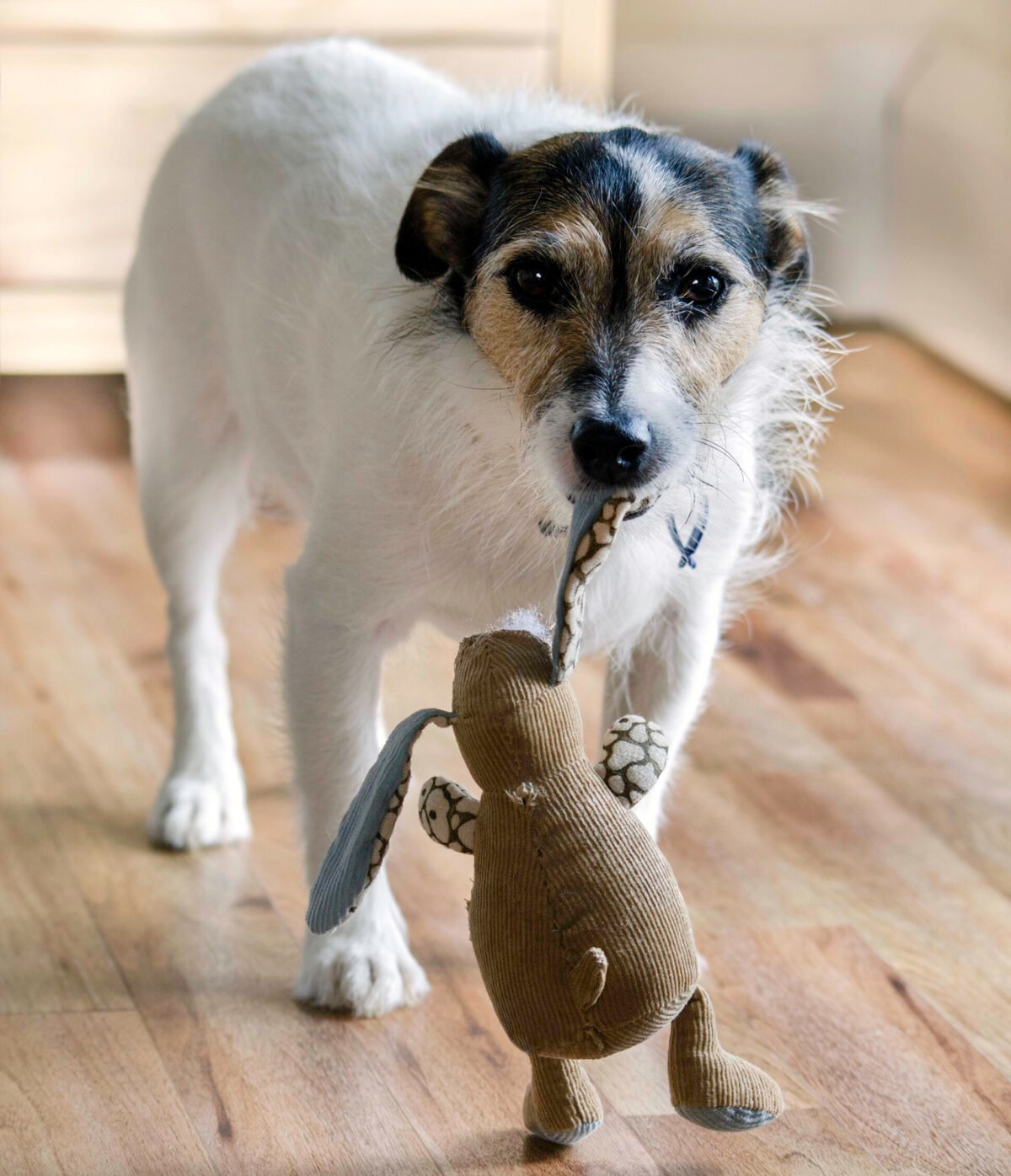 A dog carrying a toy in its mouth from room to room. 