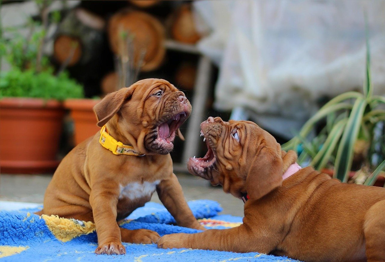 Two Dogue de Bordeaux puppies looking aggressive toward each other.