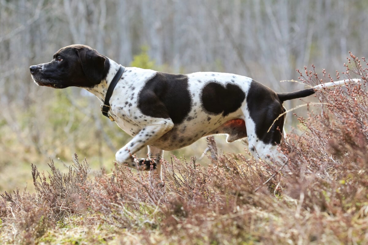 English Pointer standing side profile in grass, fully locked on point (head forward, tail straight, body extended).