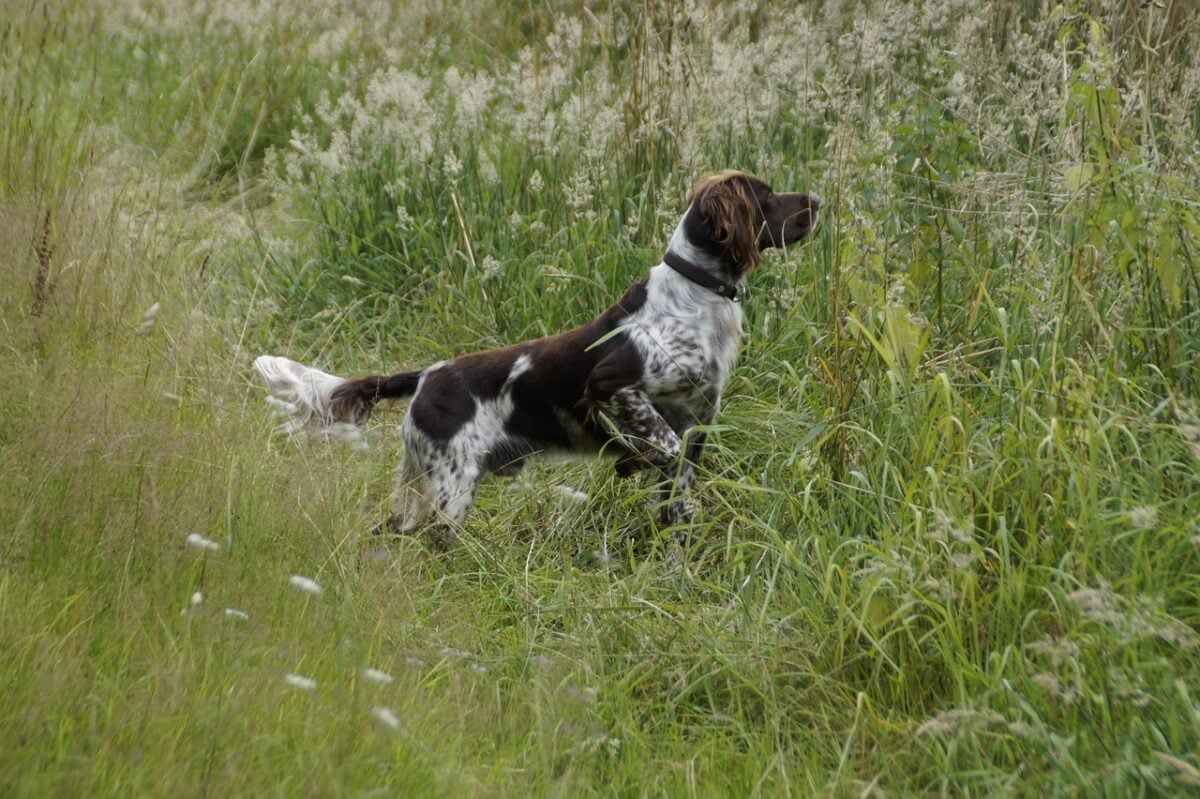 Small Munsterlander pointing in tall grass.