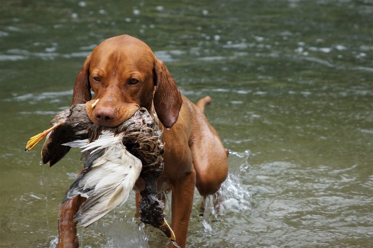 Vizsla retrieving bird from water.