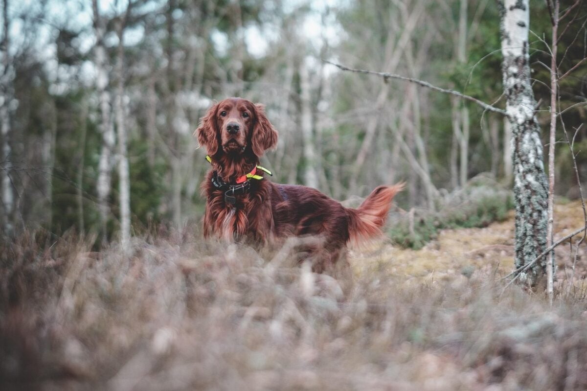 Irish Setter looking alert in forest.
