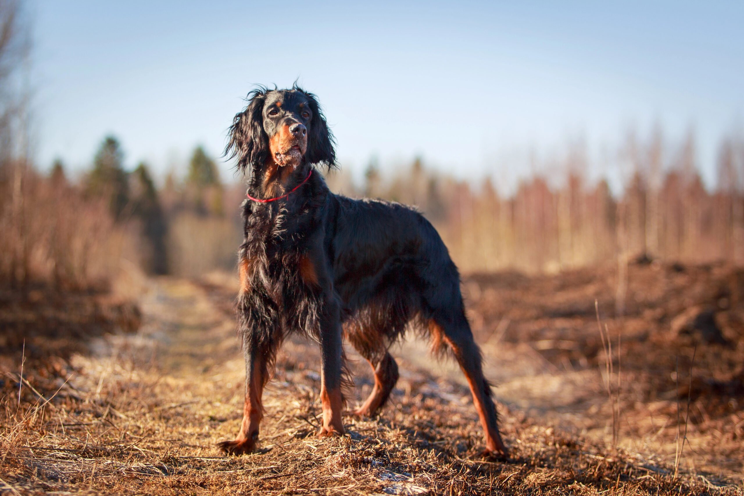 Gordon Setter standing in field.