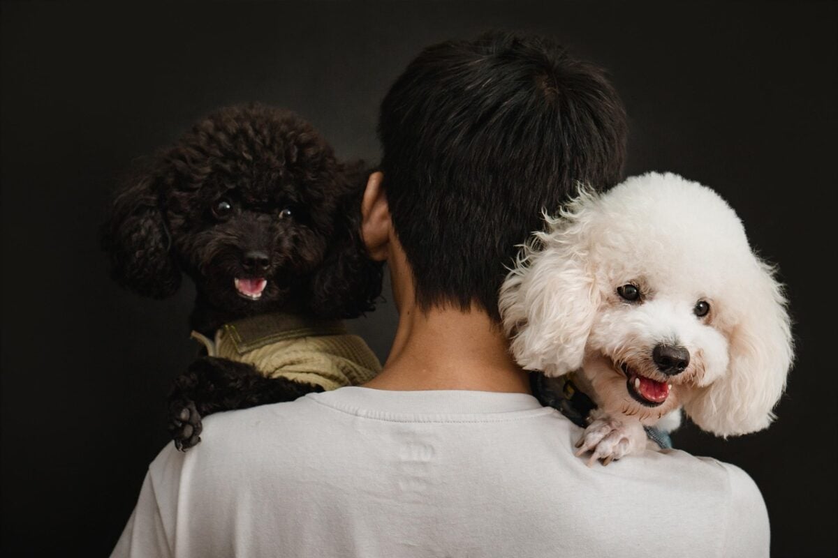 dog, pet, animal, love, poodle, labradoodle, photography, photoshoot, black, nature, white