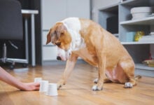 Dog playing the shell game with human.