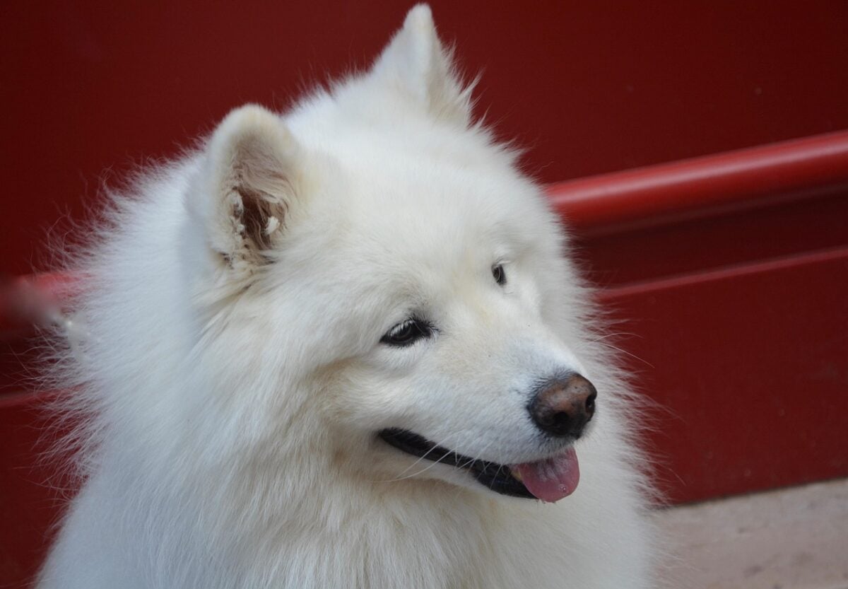 Close up of Samoyed with smiling expression.