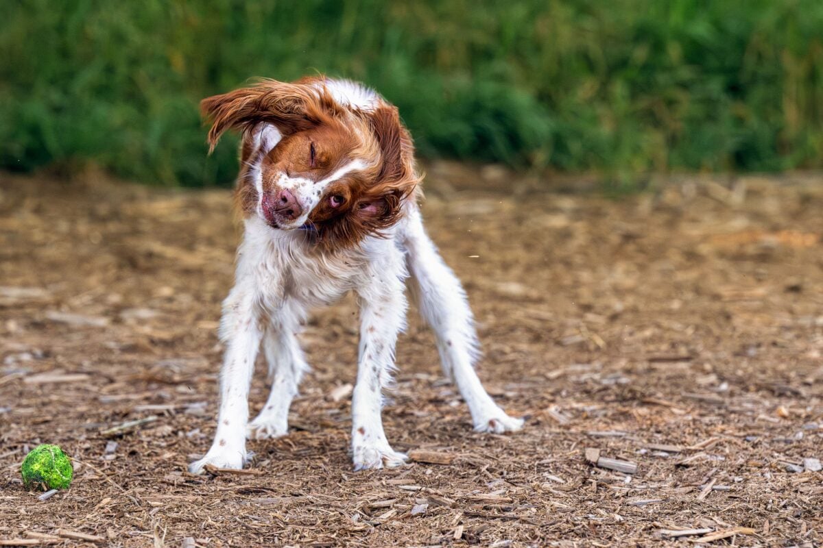 Dog shaking its head after playing fetch.