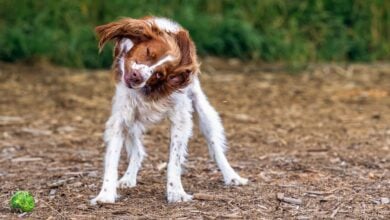 Dog shaking its head after playing fetch.