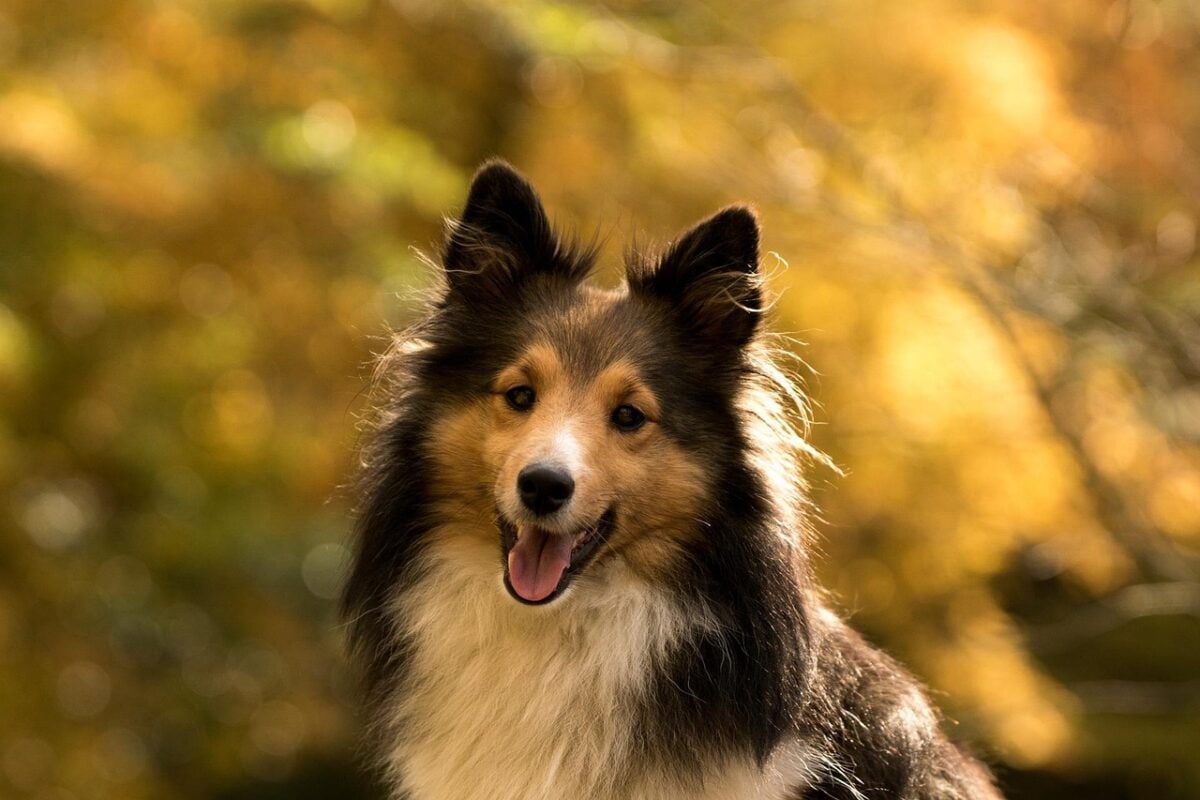 Shetland Sheepdog smiling at the camera outdoors in fall.