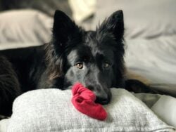 A long haired Black German Shepherd, with red sock in her mouth laying on the bed with wide open eyes.